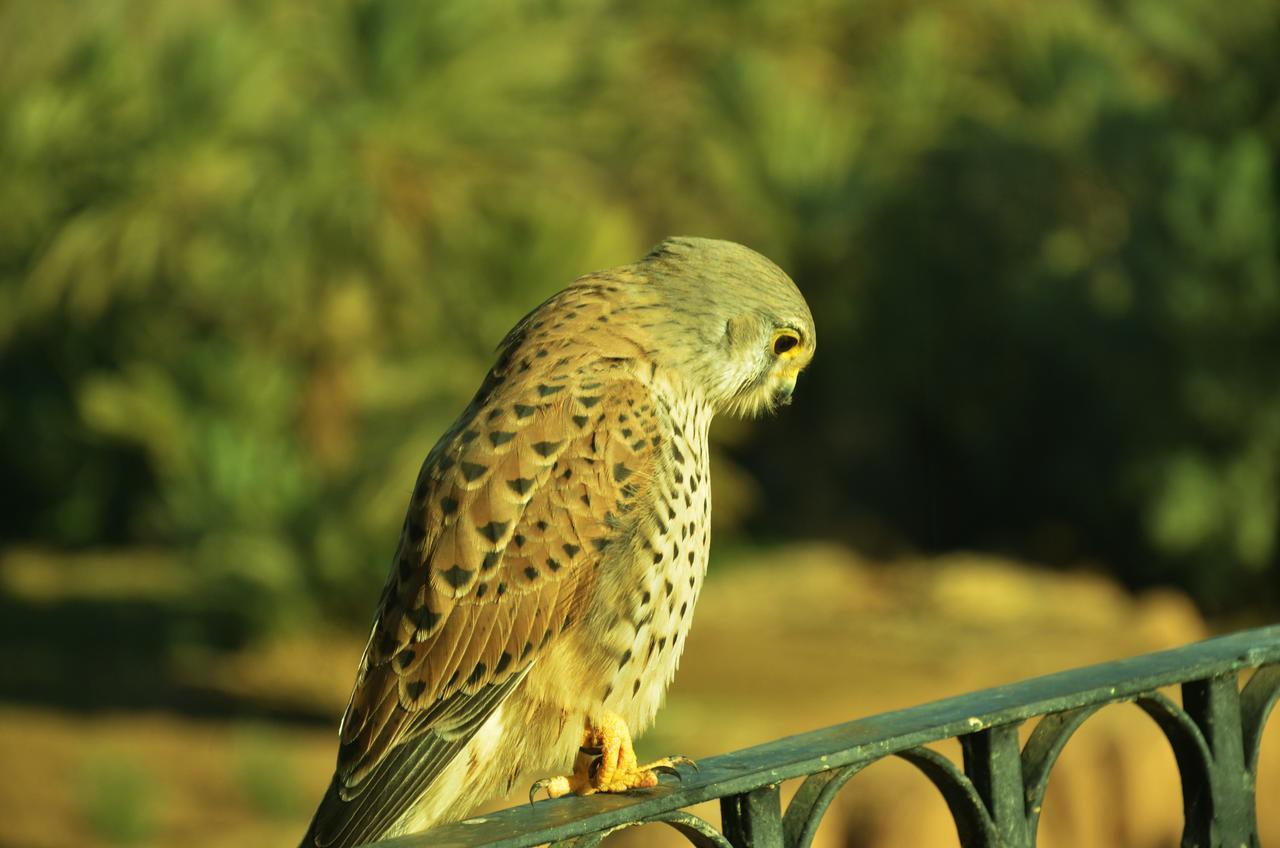Riad Chay & Boutique Tajda Dış mekan fotoğraf